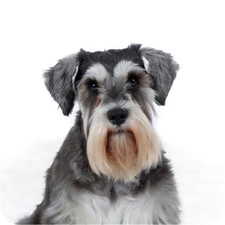 6 Pack Schnauzer Dog Aluminium