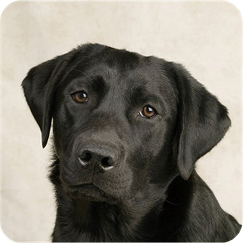Pack black labrador - pack,