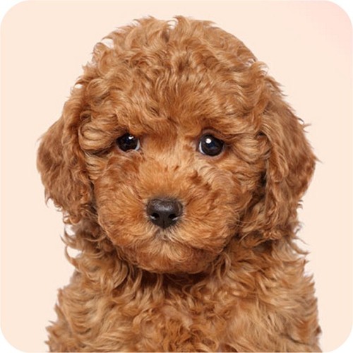 Pack miniature poodle - 6,