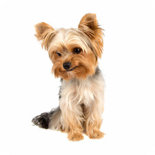 6 Pack Yorkshire Terrier Dog