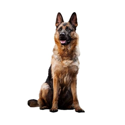 Pack alsatian dog family pet - pack,