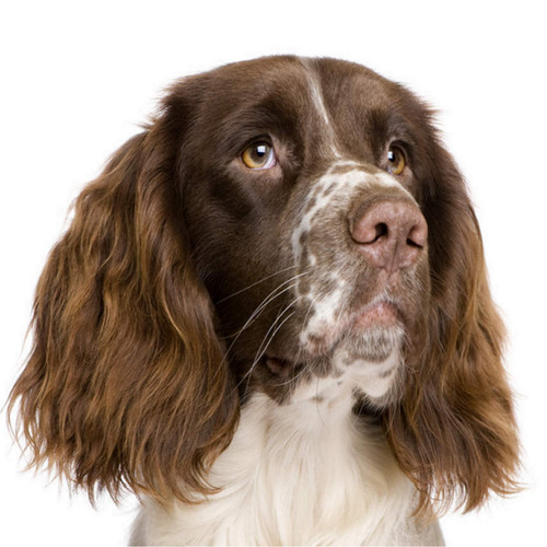 Pack springer dog aluminium - springer,