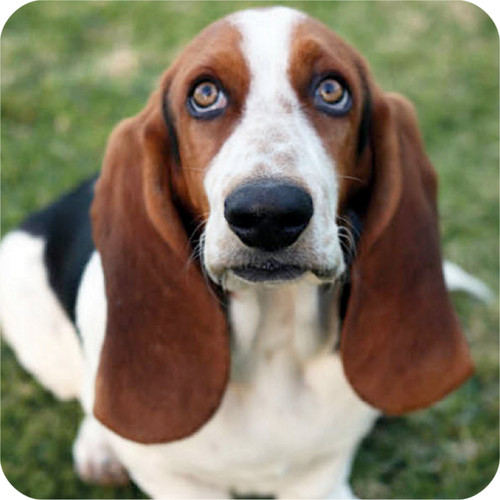 Pack basset hound dog - 6,