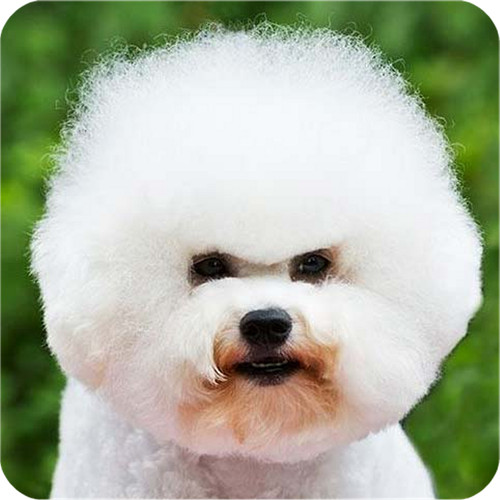 Pack bichon frise dog - 6,