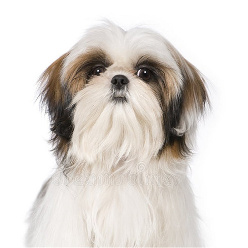 Pack shih tzu dog aluminium - pack,