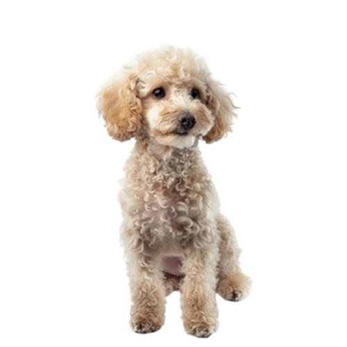 Pack miniature poodle dog - pack,