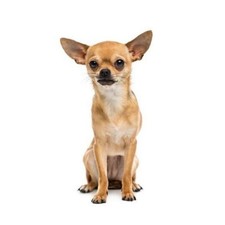 6 Pack Brown Chihuahua Dog
