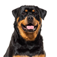 6 Pack Rottweiler Dog