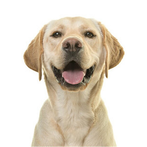 Pack golden labrador - 6,