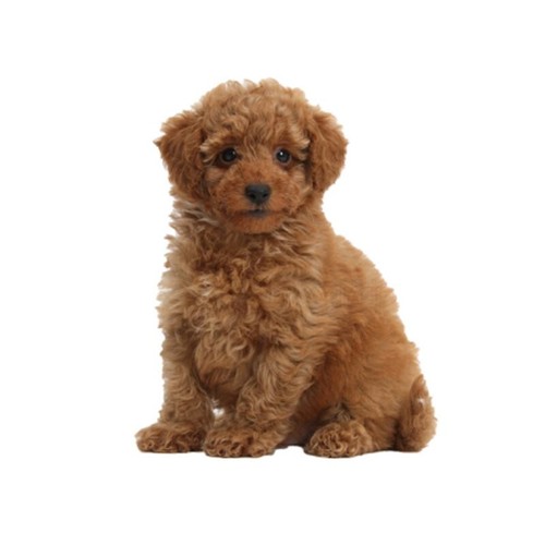 Pack toy poodle dog pet - 6,
