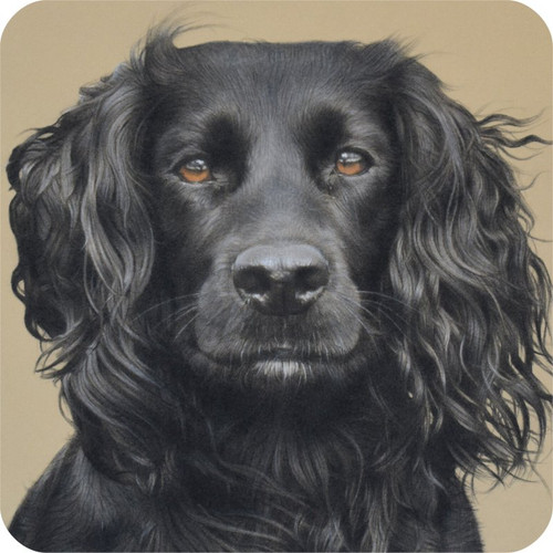 Pack cocker spaniel dog - cocker,