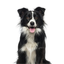 6 Pack Collie Dog Black
