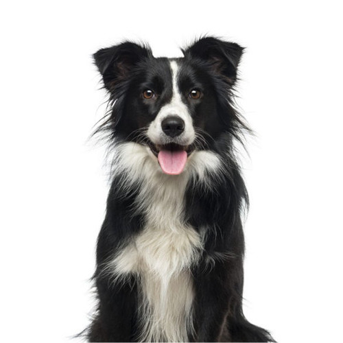 Pack collie dog black - 6,