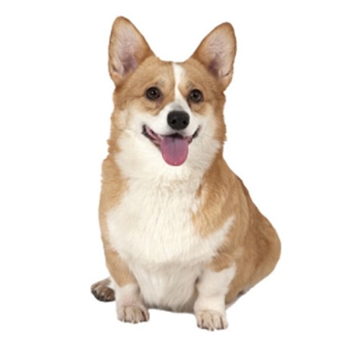 Pack corgi dog family pet - 6,