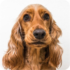 6 Pack English Cocker Spaniel