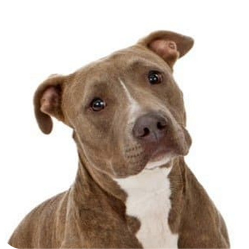 Pack pit bull dog aluminium - dog,