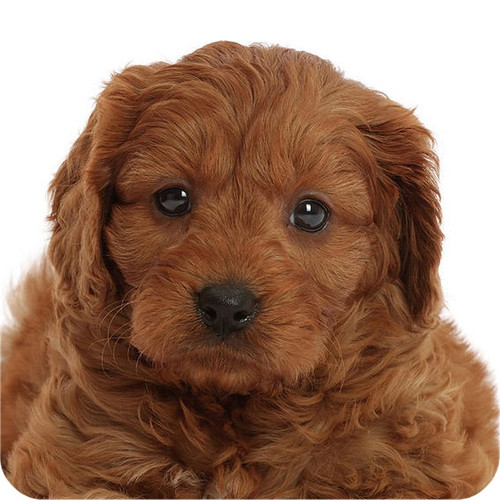 Pack red cavapoo dog - red,