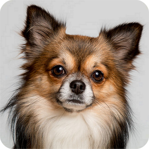 Pack chihuahua dog aluminium - pack,
