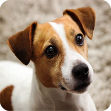 6 Pack Jack Russell Dog